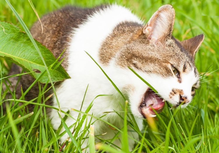 Why Do Cats Eat Grass why-do-cats-eat-grass