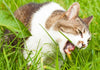 Why do cats eat grass?